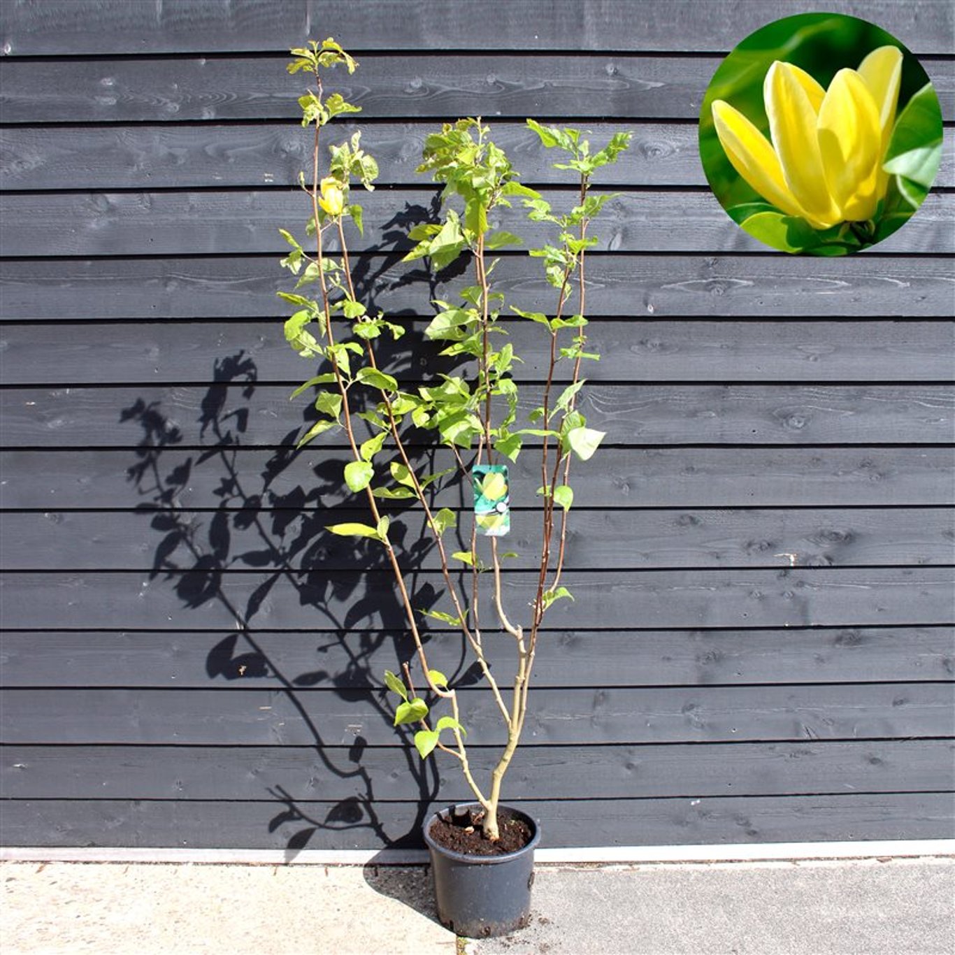 Magnolia brookl. 'Yellow Bird' - C15 125-150 CM